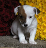 Jack Russel Terrier For Sale Fredericksburg OH Male-Scout