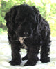 Cockapoo For Sale Dundee OH Male-Evan