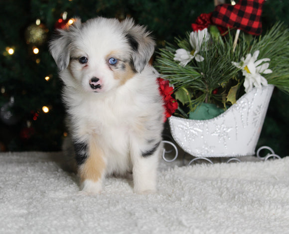 Mini Australian Shepherd For Sale Orrville OH Male-Mason