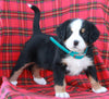 AKC Registered Bernese Mountain Dog For Sale Sugarcreek OH Female-Amber