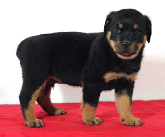 AKC Registered Rottweiler For Sale Wooster OH Male-Bo
