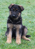 AKC Registered German Shepherd For Sale Millersburg OH Female-Megan