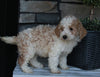 AKC Registered Moyen Poodle For Sale Wooster OH Male-Archie