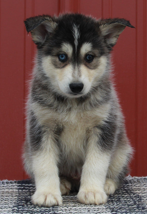 Pomsky Puppy For Sale Wooster OH -Male Brody