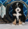 Bernedoodle For Sale Sugarcreek OH Male-Dodger