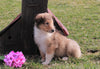 AKC Registered Collie (Lassie) For Sale Fredericksburg, OH Male- Mike