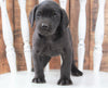 Cane Corso Mix For Sale Wooster, OH Male- Bruno