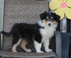 Collie Lassie For Sale Fredericksburg OH Female-Ruby