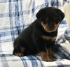 AKC Registered Rottweiler For Sale Shreve OH Female-Chloe