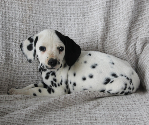 AKC Registered Dalmatian For Sale Wooster OH Male-Ash