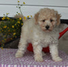 ACA Registered Mini Poodle For Sale Sugarcreek OH Male-Kevin