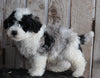 AKC Registered Moyen Poodle For Sale Wooster OH Male- Dexter