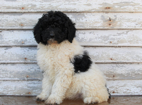 AKC Registered Standerd Poodle For Sale Millersburg OH Female- Coco