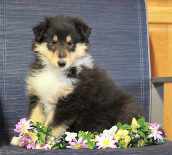 AKC Registered Collie (Lassie) For Sale Fredericksburg, OH Female- Lily