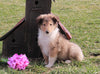 AKC Registered Collie (Lassie) For Sale Fredericksburg, OH Male- Mike