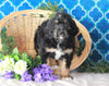 Bernedoodle For Sale Sugarcreek, OH Male- Lucky