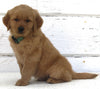 AKC Registered Golden Retriever For Sale Millersburg OH Male-Buddy