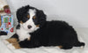 AKC Registered Bernese Mountain Dog For Sale Millersburg OH Female-Olivia