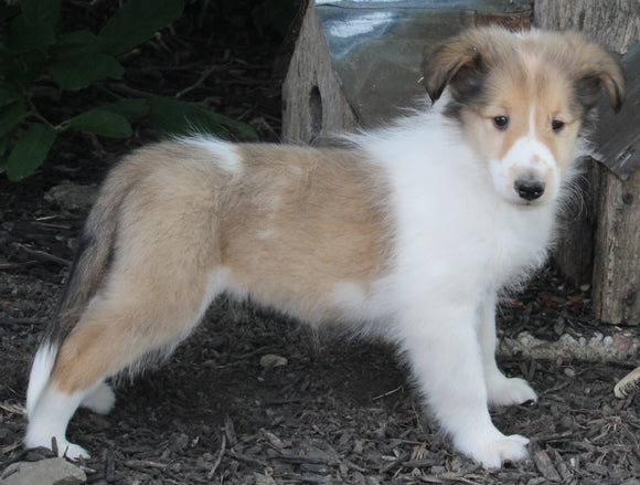 AKC Registered Lassie Collie For Sale Millersburg OH Male-Walter