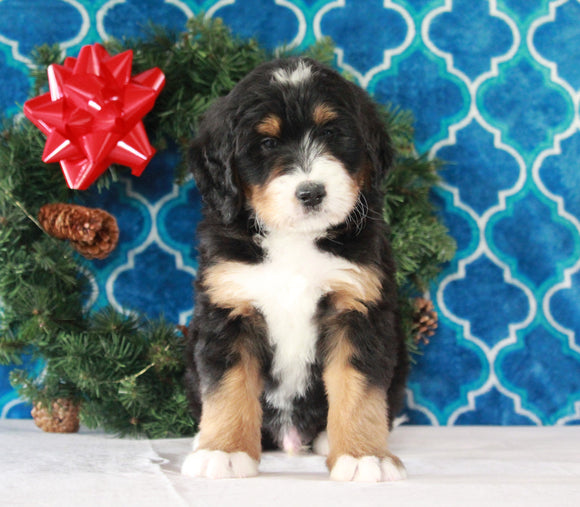 Bernedoodle (Standard) For Sale Sugarcreek, OH Male- Bingo