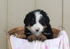 AKC Registered Bernese Mountain Dog For Sale Brinkhaven, OH Female- Lady