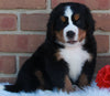 AKC Registered Bernese Mountain Dog For Sale Sugarcreek OH Female -Candi