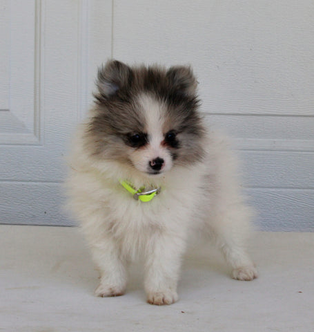 Pomeranian For Sale Fredericksburg OH Male-Dante