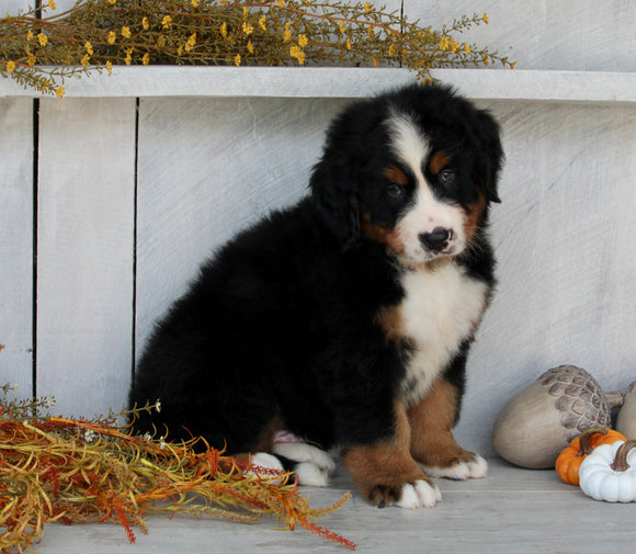 AKC Registered Bernese Mountain Dog For Sale Millersburg OH Male-Bruno