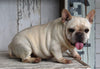 AKC Registered French Bulldog For Sale Millersburg OH Female-Suzanna