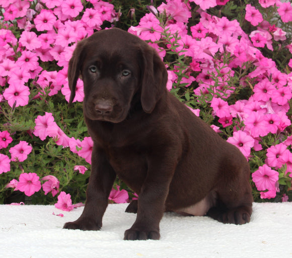 AKC Registered Labrador Retriever For Sale Millersburg OH Female-Irena