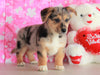 German Sheperd Mix puppy For Sale Millersburg OH Female-Addalyn