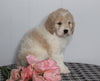 F1B Labradoodle For Sale Millersburg, OH Female- Brooke