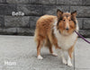 Collie (Lassie) For Sale Fredricksburg OH, Bonnie