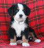 AKC Registered Bernese Mountain Dog For Sale Sugarcreek OH Female-Ally