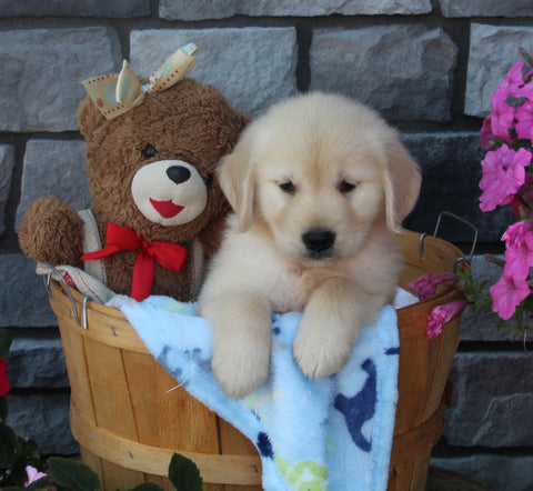 AKC Registered Golden Retriever For Sale Brinkhaven OH Male-Lucky