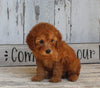 AKC Registered Toy Poodle For Sale Millersburg OH Female-Dixie