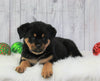 AKC Registered Rottweiler For Sale Holmesville, OH Female- Oakley