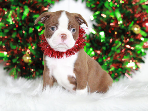 AKC Registered Boston Terrier For Sale Wooster, OH Female- Diva