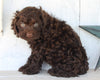Cockapoo For Sale Millersburg OH Male-Charlie