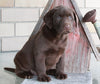 ACA Registered Labrador Retriever For Sale Sugarcreek OH Male-Buddy