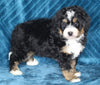 Mini Bernedoodle For Sale Dundee OH Male-Benji