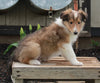 AKC Registered Collie Lassie For Sale Fredricksburg OH Male-Harley