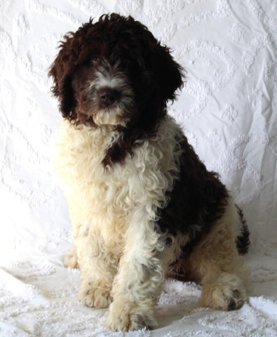 Newfypoo For Sale Sugarcreek OH Female-Addy