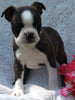 AKC Registered Boston Terrier For Sale Warsaw OH Female-Francis