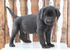 Cane Corso Mix For Sale Wooster, OH Male- Bruno