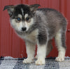 Pomsky Puppy For Sale Wooster OH -Male Brody