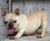 AKC Registered French Bulldog For Sale Millersburg OH Female-Suzanna