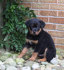 AKC Registered Rottweiler For Sale Shreve OH Male-Rocky