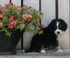 Mini Bernedoodle For Sale Sugarcreek OH Female-Madison