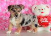 German Sheperd Mix puppy For Sale Millersburg OH Female-Addalyn
